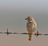 Vesper Sparrow