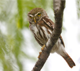 Ferruginous Pygmy-Owl