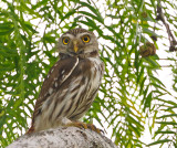 Ferruginous Pygmy-Owl