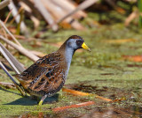Sora