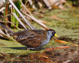 Sora