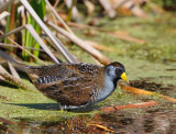 Sora