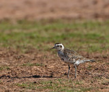 American Golden-Plover