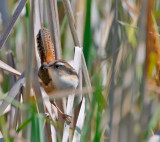 Marsh Wren