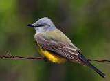 Western Kingbird