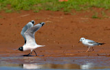 Franklin's Gull