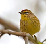 Palm Warbler