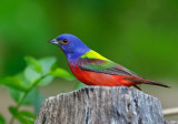 Painted Bunting
