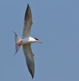 Forster's Tern