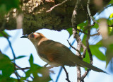 Black-billed Cuckoo