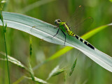 Eastern Pondhawk