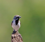 Black-throated Sparrow