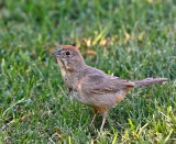 Canyon Towhee