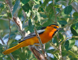 Bullock's Oriole