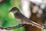 Eastern Phoebe