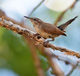 Bewick's Wren