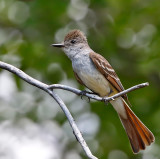 Ash-throated Flycatcher
