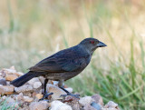 Bronzed Cowbird