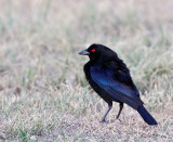 Bronzed Cowbird