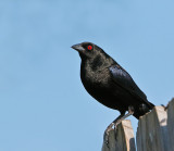 Bronzed Cowbird