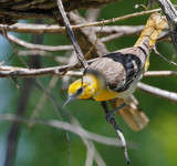 Bullock's Oriole