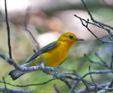 Prothonotary Warbler
