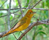 Summer Tanager
