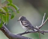 Gray Flycatcher