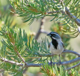 Black-throated Sparrow