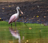 Roseate Spoonbill
