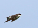 Tree Swallow