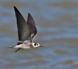 Black Tern