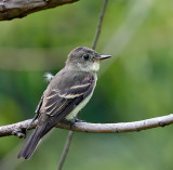Eastern Wood-Pewee