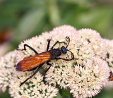 Tarantula Hawk