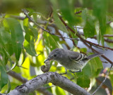 Gray Flycatcher