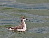 Wilson's Phalarope