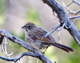 Rufous-crowned Sparrow