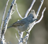 Plain Titmouse