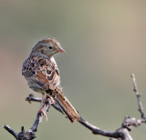 Cassin's Sparrow