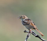 Cassin's Sparrow