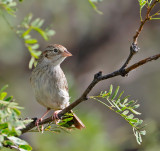 Cassin's Sparrow