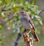 Cassin's Sparrow