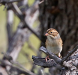 Clay-colored Sparrow
