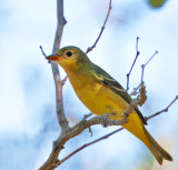 Western Tanager