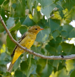 Western Tanager