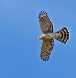 Cooper's Hawk