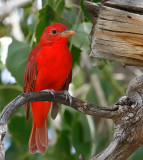 Summer Tanager