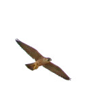 Peregrine Falcon