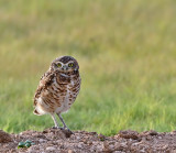Burrowing Owl