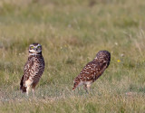 Burrowing Owls